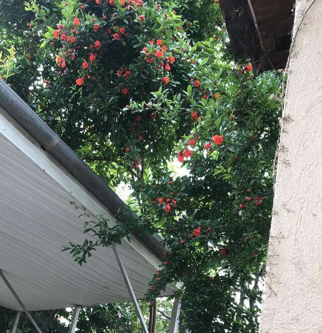 Гостевой дом Guest House Bedouin Тбилиси-24
